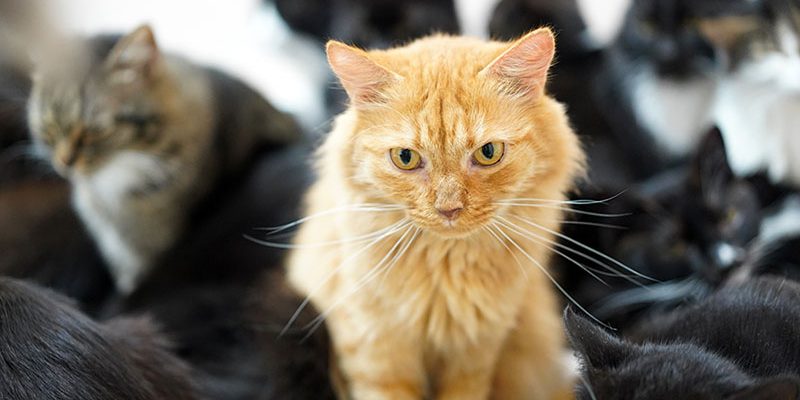 An orange tabby cat sits surrounded by a group of mostly black and dark-colored cats. The orange cat is in sharp focus, centered in the frame, and stands out strongly from the others. The image evokes feelings of difference, exclusion, or uniqueness in a crowd.
