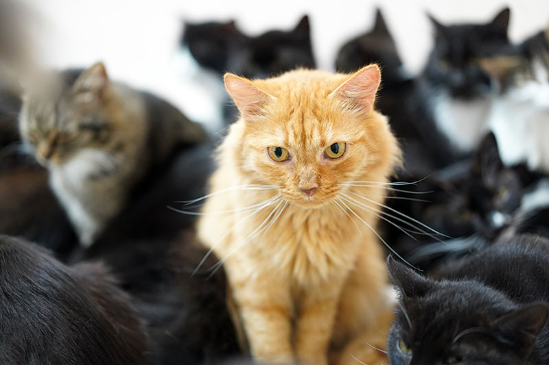 An orange tabby cat sits surrounded by a group of mostly black and dark-colored cats. The orange cat is in sharp focus, centered in the frame, and stands out strongly from the others. The image evokes feelings of difference, exclusion, or uniqueness in a crowd.